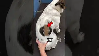 Шерсть этой собаки скрывала секрет, стоящий тысячи😱🐕#шорты