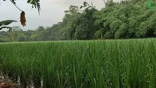 Peaceful Morning Rice Field 🌾 | Natural Nature Sounds for Relaxation & Calm