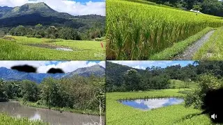 A Fish Pond/Paddy Field/Rice Before & After