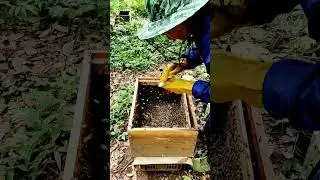 Professional beekeeper's propolis collection tips