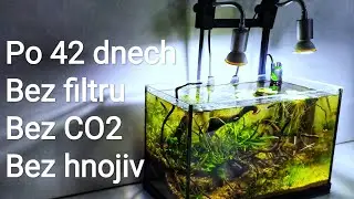 Akvárium, 20l , bez filtrace, bez hnojiva, bez CO2 - údržba a vývoj prvních 42 dní