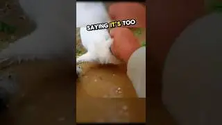 Brave Cat mom ❤️
