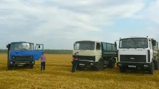 Ожидание влажности зерна. Работа на МАЗ-5551. Убирают: Палессе, Дон, Акрос, СК-5 