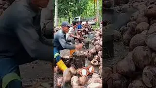 coconut 🥥 farming skill works #smartwork #smartfarming #shorts