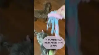 Best dog toy for Small Dogs! DIY Dog Toys! #toypoodle #smalldog #diydog #dogenrichment #dogsplaying