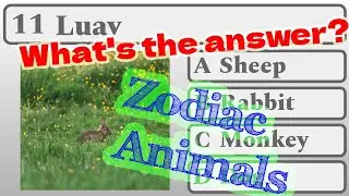 Hmong Quiz Zodiac Animals | Practice Reading and Writing Hmong Language | Learn Hmong Language