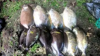 Seru!!! Mancing ikan Baronang dapat banyak