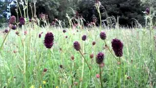 Great Burnet