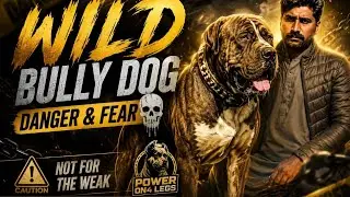 Action of four bully dogs #bullykutta #trendingshorts #dogs #doglovers #bullydogspakistan #pets 