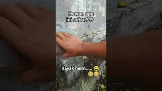 kura kura helm baja #music #songlyrics #turtle #coversong #song #diy