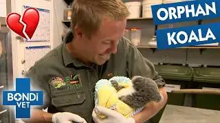 Baby Koala Needs To Eat Poo To Survive 🐨 | Bondi Vet