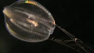 Why do we look at comb jelly behaviour?