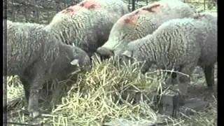 Sheep Who Love Straw