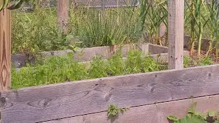 Backyard garden offers inmates a chance to grow at the Tompkins County jail