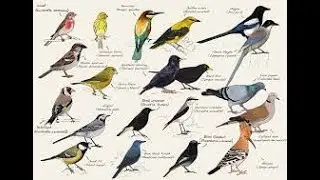 Birds Name | Birds Name in English and Hindi | Basic English Learning | @kidzschool