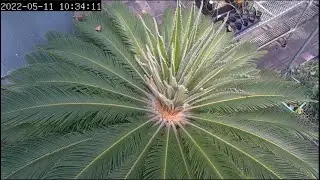 Sago Palm new growth time lapse June 2022