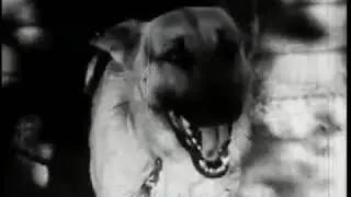 War Dogs 1942, fragments from the movie