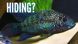 How to Make Your Aquarium Fish Stop Hiding