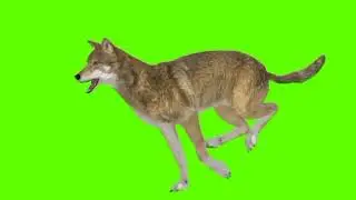 Green screen wolf video | wolf running green screen