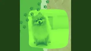 Understated Music for Relaxing Pups