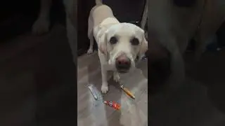 Labrador retriever picks toothpaste flavor for shiny white teeth