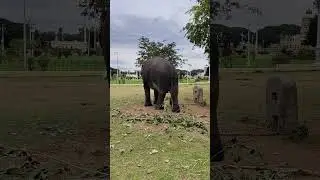 Srikanta data🔥|#elephant #coorgtourism #animalkingdom #southkarnataka#dasara#mysore#wildlife