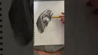 Drawing beagle puppy🐶❤️ #shorts #fyp #art #drawing #pencildrawing #dogs #puppy #dogart
