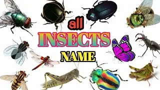 Insects Name | कीड़ों के नाम | Insects Vocabulary | Insects Name In English | Insect | English World