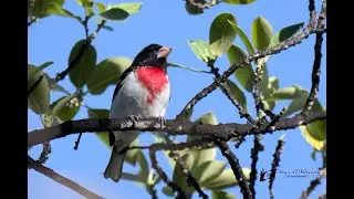 Bird Chat: Fort DeSoto Park Birding Hotspot  by the Bird Chats Team