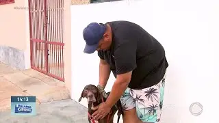 Pointer inglês desaparecido é encontrado graças a reportagem da Record Interior SP
