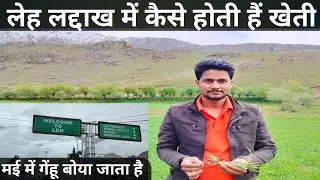 Farming of Leh Ladakh | Wheat Farming in May