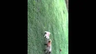 Fox and Cat Playing