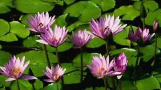 Faiz Ahmed Faiz & Qazi Nazrul Islam - 'Hum ke thehre ajnabee' & 'Money pode aaj shay kon'