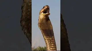 King Cobra raising hood #wildanimals #shorts