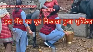 इस भैंस का दूध निकालना हुआ मुश्किल#dangers buffalo milking #desiviilagelife #milking#farminglife#cow