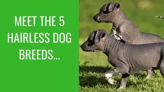 Meet The 5 Hairless Dog Breeds