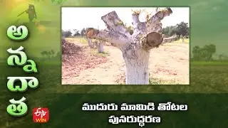 ముదురు మామిడి తోటల పునరుద్ధరణ | Rejuvenation of old mango gardens | ETV