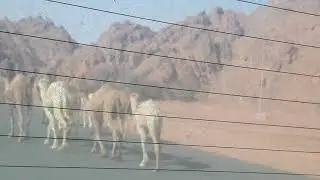 Camels on the road in Desert   Standard at Tamarun Near Hail City   Saudi Arabia   April 2018