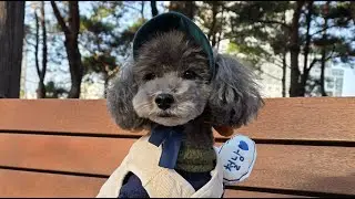 26년 1월 매일 산책 ASMR 471일차 [POV: Dog walk in Busan 🐾 | ASMR &mdash; Day 471 (Korea, Jan &rsquo;26)]