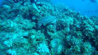 Hawks Bill Turtle