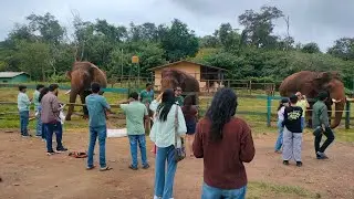Harangi 🐘 Elephant camp and Tree park 🌳🌱|Mandalpatti coorg |Coorg Karnataka 