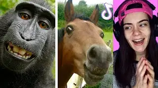 Funny Animals Will Make You Happy