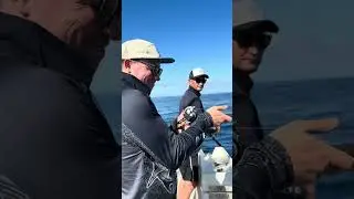 Three Kings Triple Hookup! | Epic kingfish action in NZ #FishingLife #fishinggoals #fishingadventure