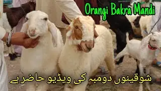 Shoquno  Dumba Hazir ha|Orangi Town Bakra Mandi|How To Purchase Sheep on Reasonable Price