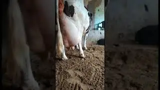 World Biggest Udder Hf cow Not For Sale #ShortsVideo