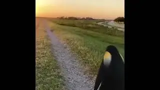 Penguin vibe