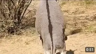 Donkey meet love to donkey enjoy jungl life #animals
