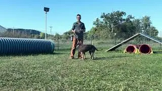 Rally Obedience: Left Finish