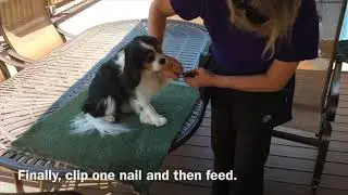 ESSENTIAL PUPPY MANNERS  LESSON 16   VIDEO 1   CLASSICAL CONDITIONING FOR VET VISITS