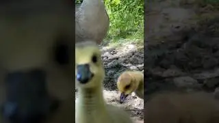 Ready to swim back Canada goose chicks ❤️❤️